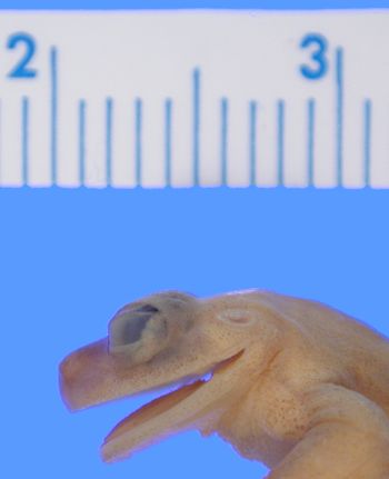 Media type: image; Herpetology A-10500